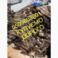 Шкуры куницы покупаем дорого куница - фото № 1
