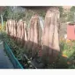 Покупаем шкуры куницы лесной ДОРОГО - фото № 1