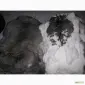 Шкурки кроля выделанные - фото № 1
