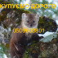 Покупаем шкурки и мех куницы дорого - фото № 1