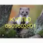 Покупаем дорого шкуры куницы НАИВЫСШИЕ ЦЕНЫ - фото № 1