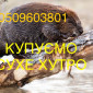 Покупаем сухое не соленое бобровое мехо вместе со струей - фото № 1