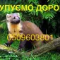 Куплю шкуры кожи мех шкурки куницы - фото № 1