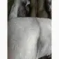 Продам шкурки Финского песца - фото № 2