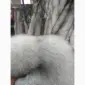 Продам шкуры Польского песца - фото № 2