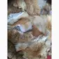 Продам хвости норки - фото № 2