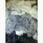 Продам хвости норки - фото № 4