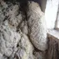 Продам овечу шерсть мериноса і цигая - фото № 1