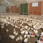 Несменяемая подстилка Нетто Пласт для животных, Акция 380 гр - фото № 3