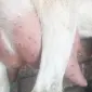 Продам Козье молоко - фото № 1