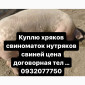 Куплю хряков свиноматок - фото № 1