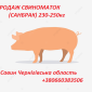 Продажа свиноматок в Чернигове - фото № 1