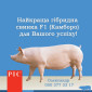 Гібридні батьківські свинки Ф1 Камборо - генетика РІС - фото № 1