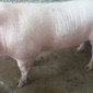 Продам свиней - фото № 5