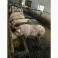 Продам свиней 140-160 кг - фото № 1