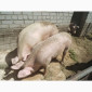 ПРОДАМ свиней 11 голів живою вагою від 120 до 150 кг - фото № 2