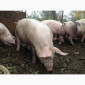 Продам свиней живым весом - фото № 1