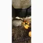 Продам молодняк нутрий - фото № 3