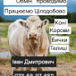 Куплю ВРХ: коров, коней, бычков, телиц и телят на мясо и для содержания - фото № 1