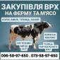 Куплю ВРХ: коров, коней, бычков, телиц и телят на мясо и для содержания - фото № 3