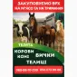 Закупаем врх на мясо и на содержание. коровы. кони. бычки.телицы.телята - фото № 1