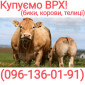 Куплю ВРХ (коров, быков, телят) - фото № 1