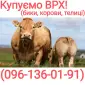 Куплю худобу (бики - фото № 1