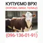 Куплю скот (быки - фото № 1