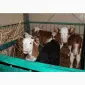 Продам Бички телята тёлочки - фото № 1