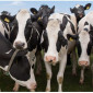 Buy Pregnant Holstein Heifer Cattle, Sheep, Lambs, pigs of all kinds online - фото № 1