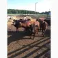 Срочно продам от производителя коровы. На экспорт и по Украине от 100 голов - фото № 1
