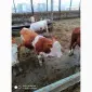 Срочно продам от производителя коровы. На экспорт и по Украине от 100 голов - фото № 2