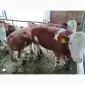 Срочно продам от производителя коровы. На экспорт и по Украине от 100 голов - фото № 3
