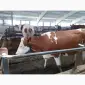 Срочно продам от производителя коровы. На экспорт и по Украине от 100 голов - фото № 4