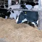 Продам нетелей мясных пород от фермерского хозяйства из 100 голов - фото № 1