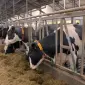 Продам нетелей мясных пород от фермерского хозяйства из 100 голов - фото № 17