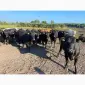 Продам нетелей мясных пород от фермерского хозяйства из 100 голов - фото № 16