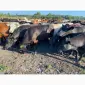 Продам нетелей мясных пород от фермерского хозяйства из 100 голов - фото № 15
