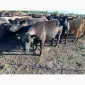 Продам нетелей мясных пород от фермерского хозяйства из 100 голов - фото № 14