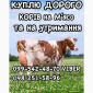 Купую корів дорого в Харкові - фото № 1