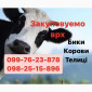Закупка ВРХ в Харькове - фото № 1