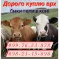 Закупка врх быки коровы телицы - фото № 1
