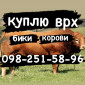 Куплю биків та телят - фото № 1