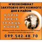 Скупка коров биків - фото № 1