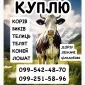 Постоянно закупаем КРС коровы бычки - фото № 1