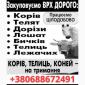Закупівля врх та коней бичків корів телят також купляємо ходобу на тримання - фото № 1