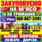 Закупівля врх та коней бичків корів телят також купляємо ходобу на тримання - фото № 2