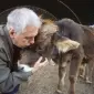 Куплю ВРХ корову Иванковский район Киевская область - фото № 1