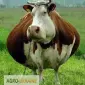 Куплю КРС самая дорогая цена - фото № 1