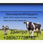 Купимо: ВРХ, Корови, Телиці, Бички, Коні, Талята На М'ясо Та На Тримання - фото № 1
